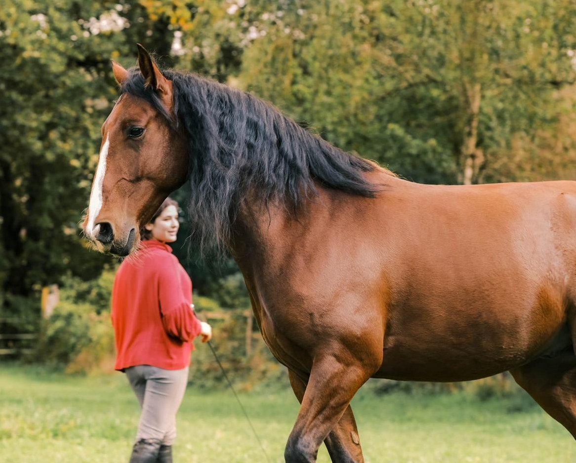 Reitbeteiligung für Junior gesucht: ) Kanton Solothurn