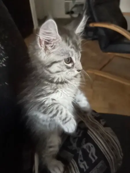 Maine Coon Reinsassige