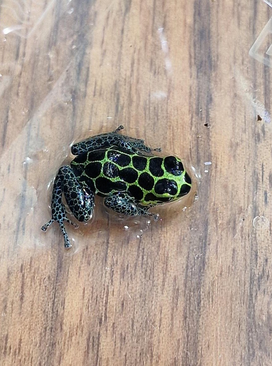 Diverse Pfeilgiftfrösche ENZ