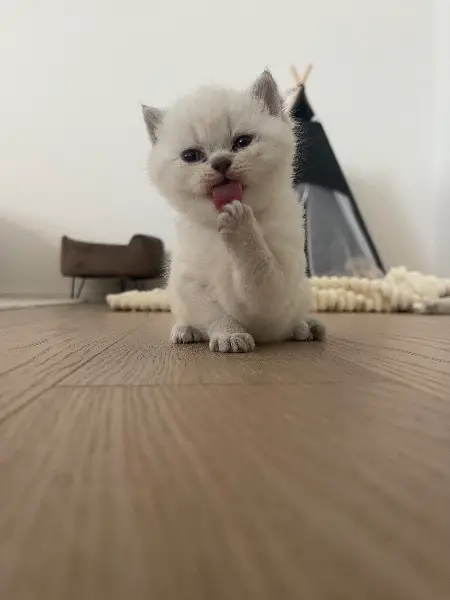 Britisch Kurzhaar Kitten