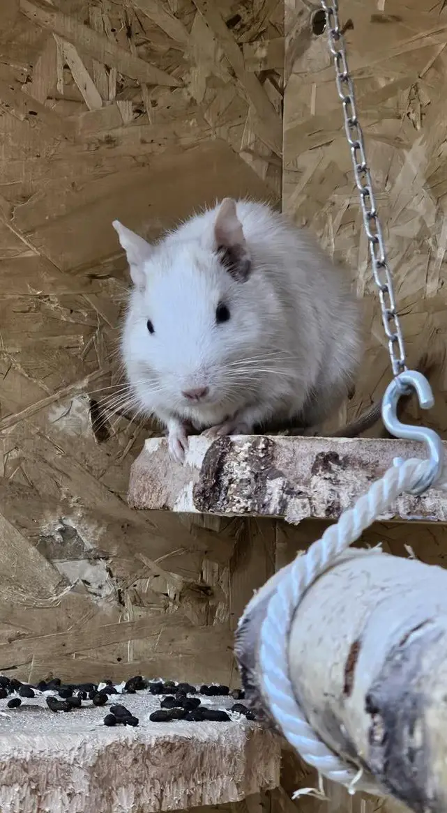 3er Degus Gruppe männlich, auch mit Terrarium