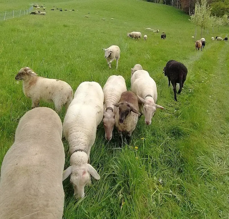 Mutterschafe zu verkaufen