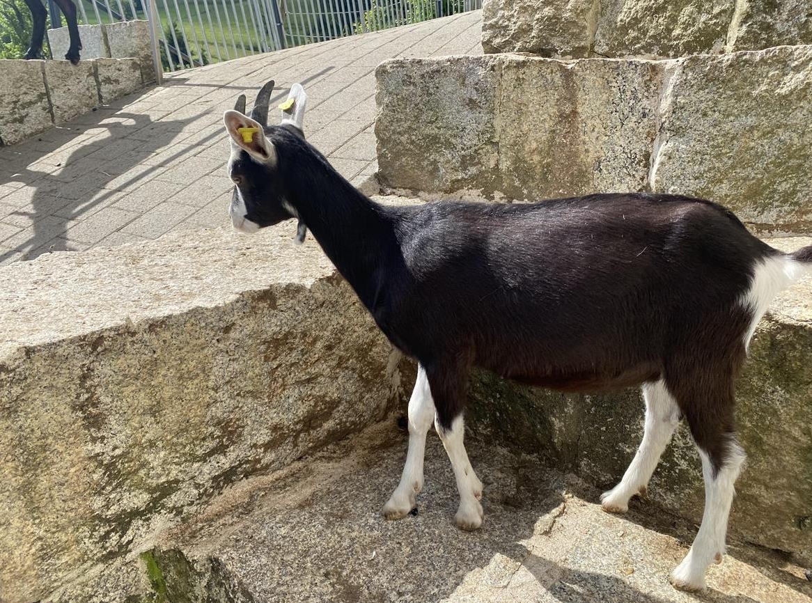 Bündner Strahlenziegen Gitzi mit/ohne Horn