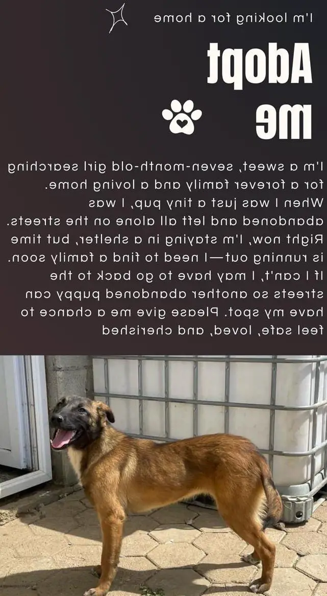 Belgian Malinois Hündin, 7 Monate, vom Tierschutz