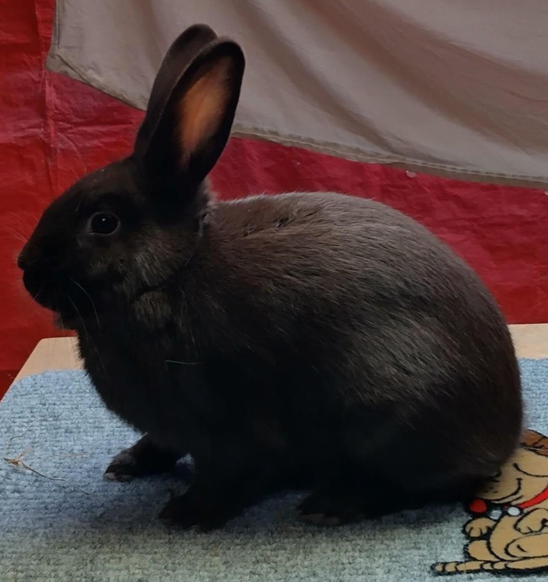 Havanna Kaninchen zu verkaufen