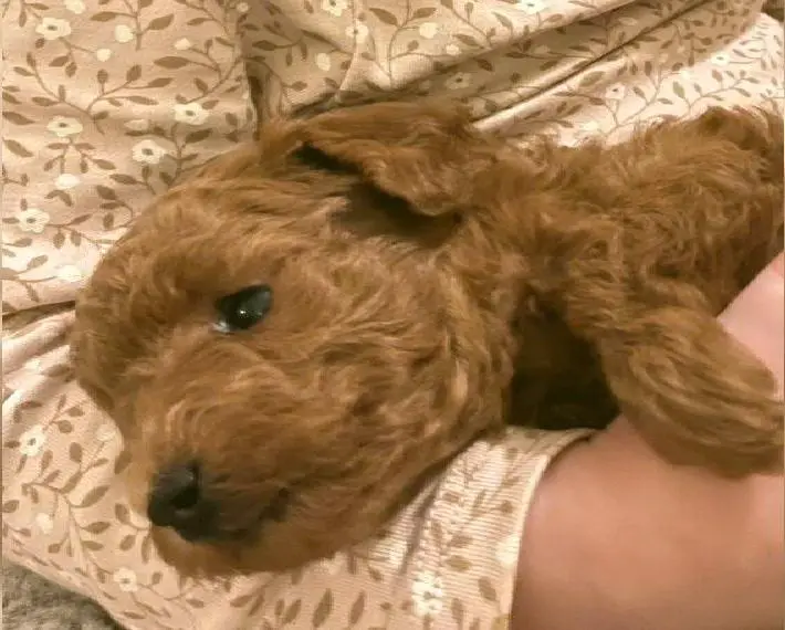 Zwergpudel/ Toypudel Welpe weiblich fawn/ apricot/red