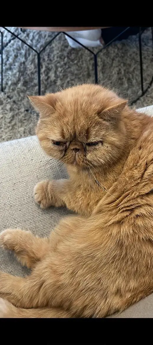 Perser Katze zu verkaufen