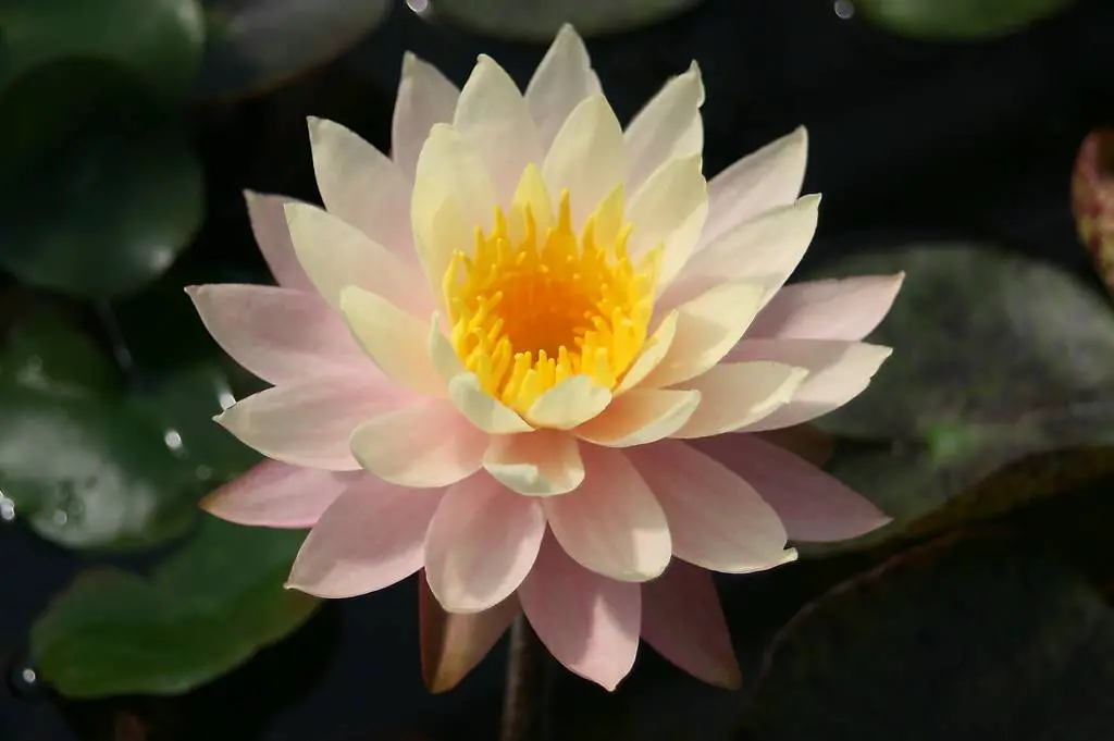 Seerose Teichpflanze Nymphaea "Peaches and Cream"