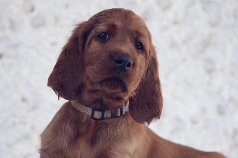 WURFERWARTUNG Irish Setter Welpen aus Form- und Leistungszucht (F.C.I.)
