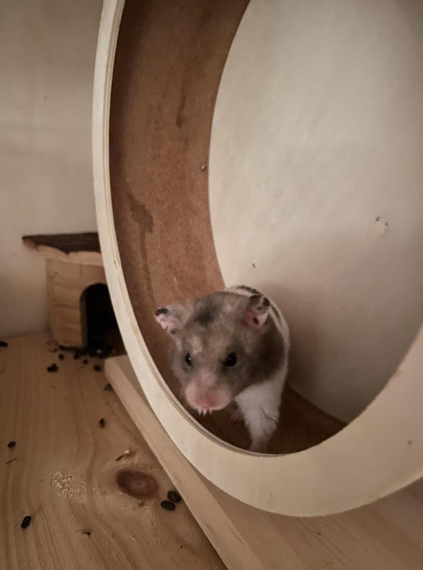 Hamster ? männlich und weiblich zu verkaufen