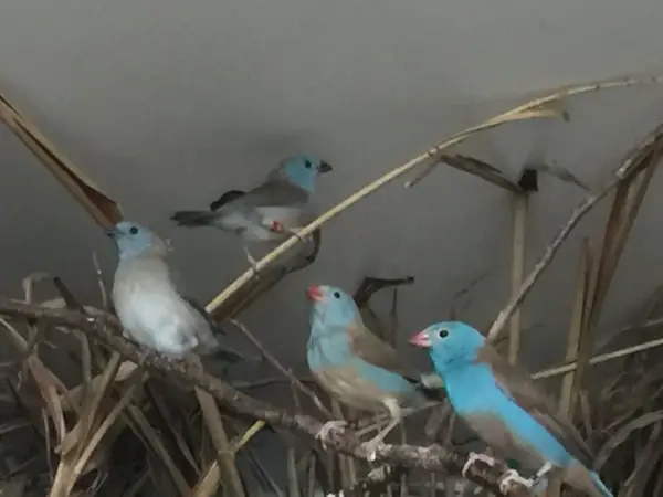 Nachzuchten von Blauköpfigen Schmetterlingsfinken