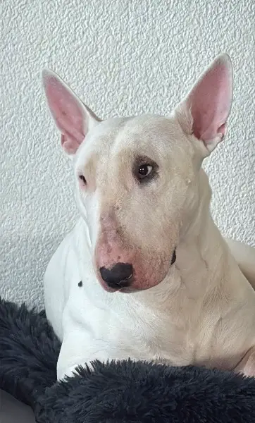 Bullterrier