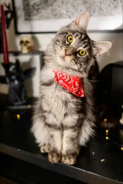 Liebevoller Maine-Coon-Deckkater sucht passende Kätzin