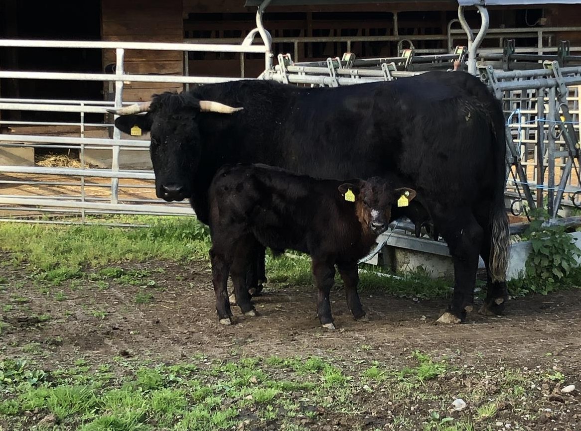 Zahme Welsh Black Kuh mit Kalb