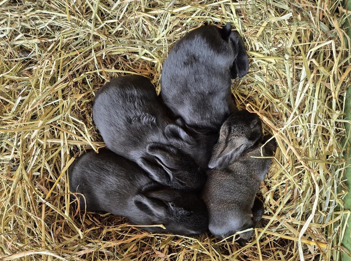 Französische Widder Jungtiere reinrassig