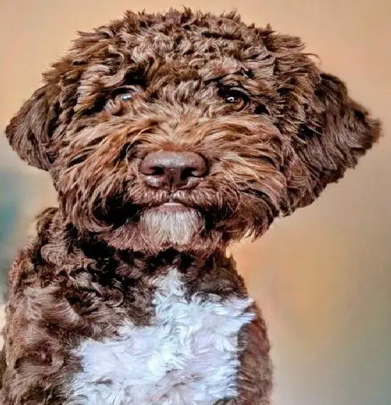 Bezaubernder Lagotto Romagnolo Bube sucht liebevolle Familie
