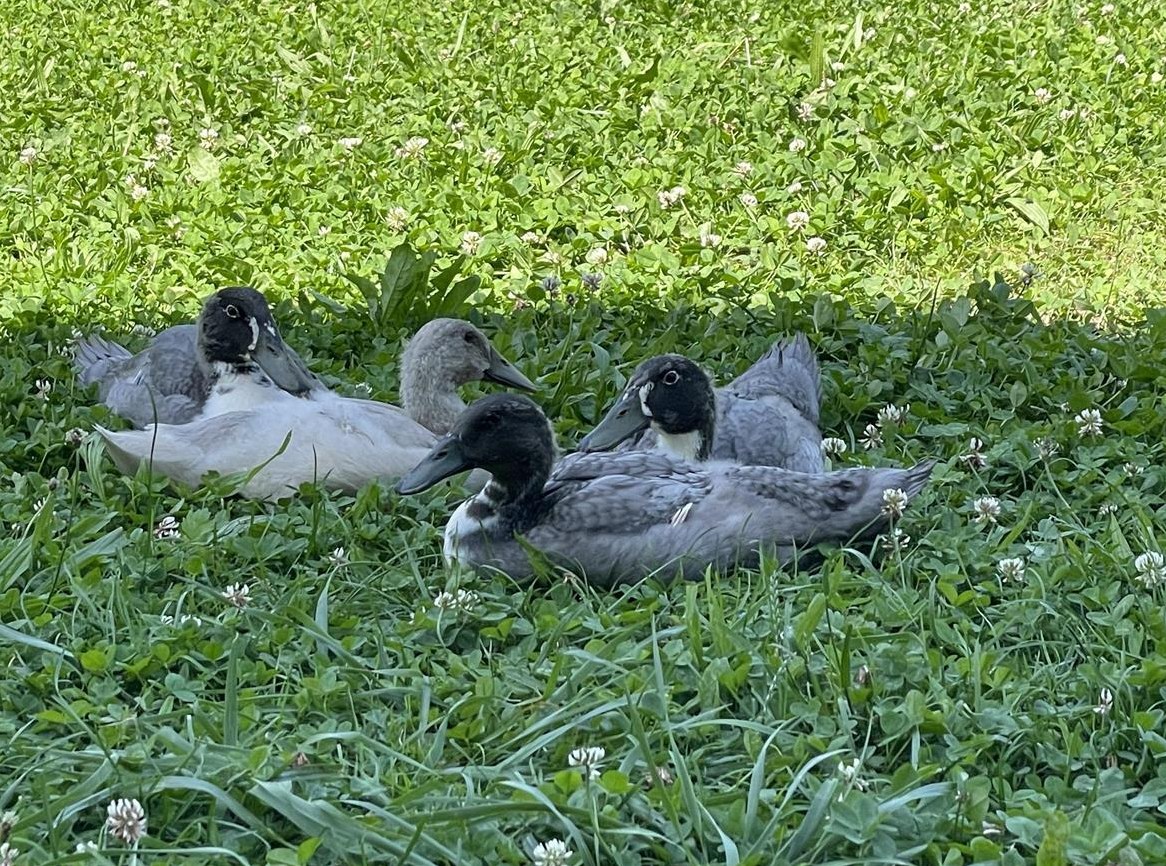 Junge Laufenten wochenweise mieten