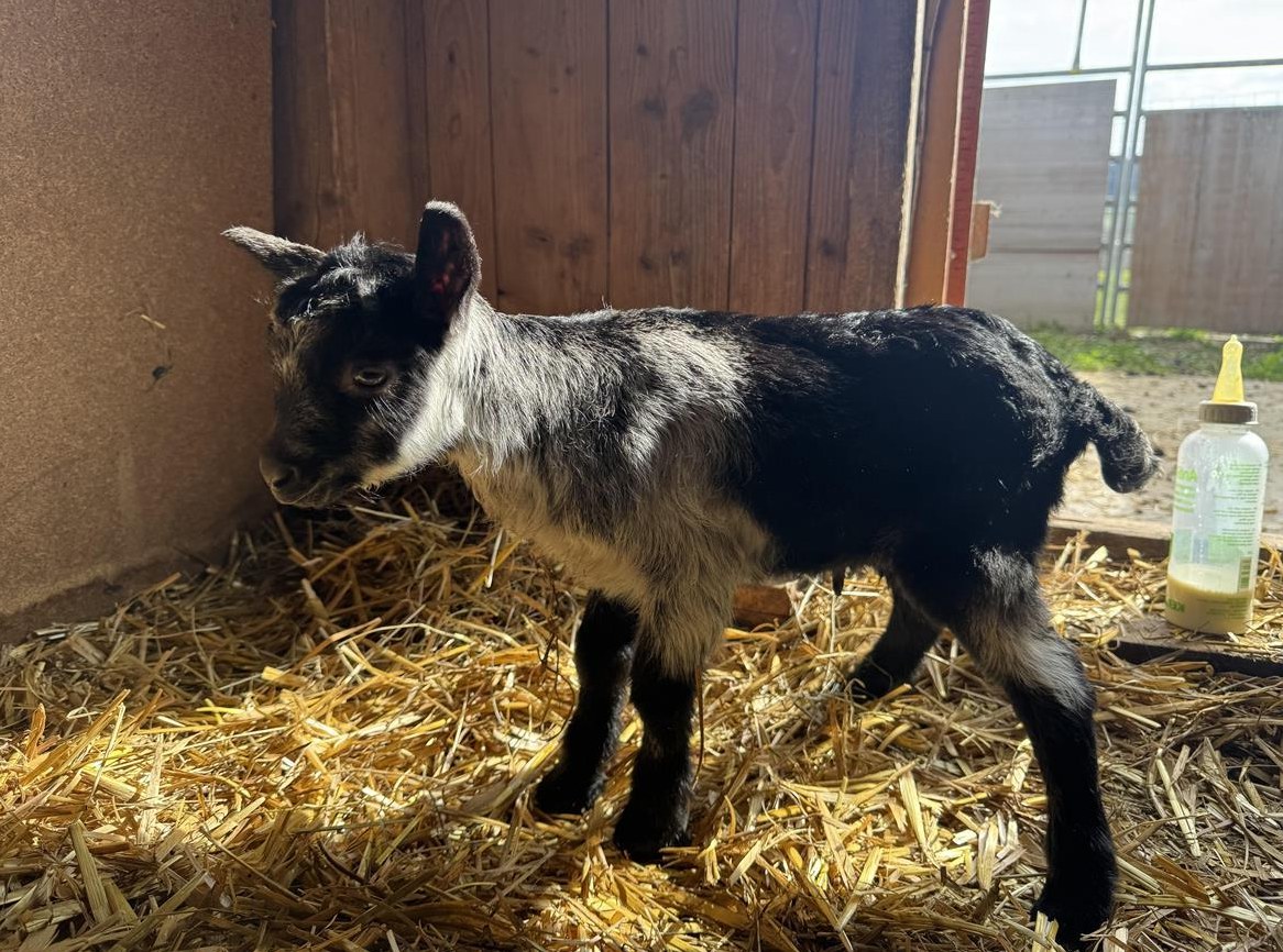 Pfauenziegen Mischling Gitzi, weiblich