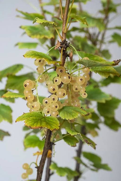 Weisse Johannisbeere Weisse Versailler