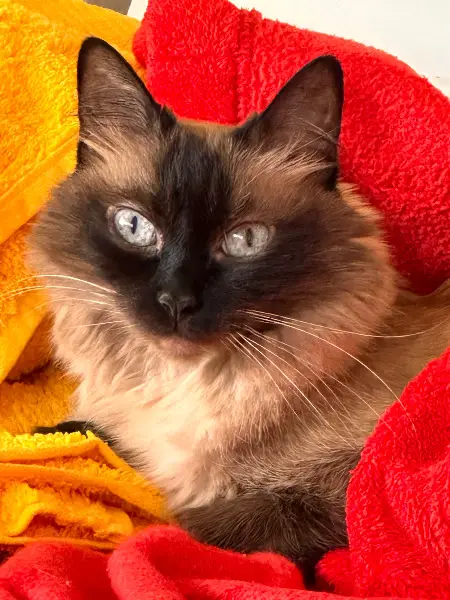 Siam Sealpoint Balinese w Kitten gesucht. Wo bist Du ?