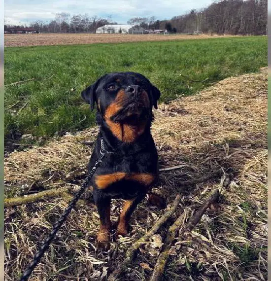 Rottweiler Hündin mit Negativzeugnis