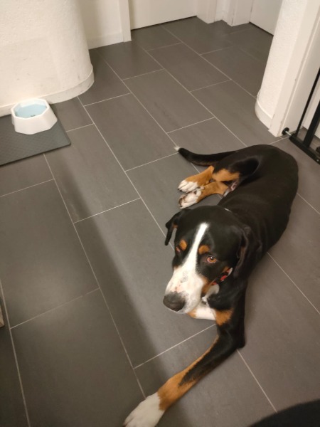 Grosser Schweizer Sennenhund