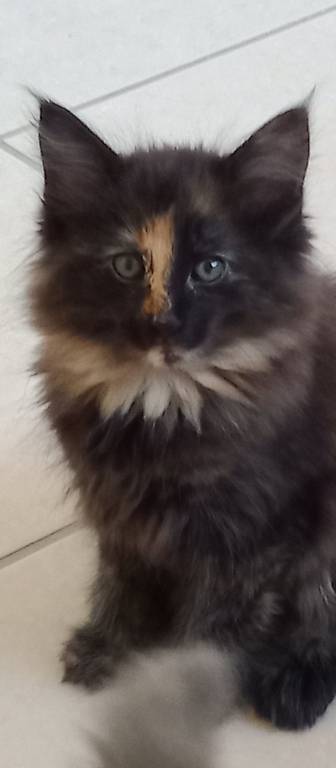 Babies - Norwegische Waldkatzen