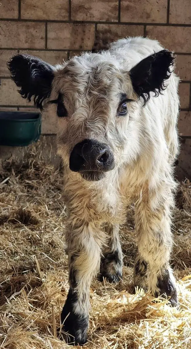 Galloway Jungstier ARROW