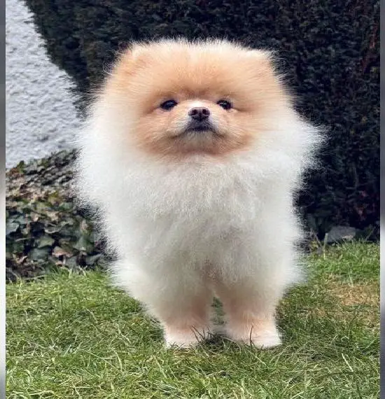 Pomchi