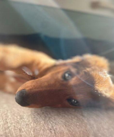 Dackel rüde 21 Wochen sucht liebevolles Zuhause