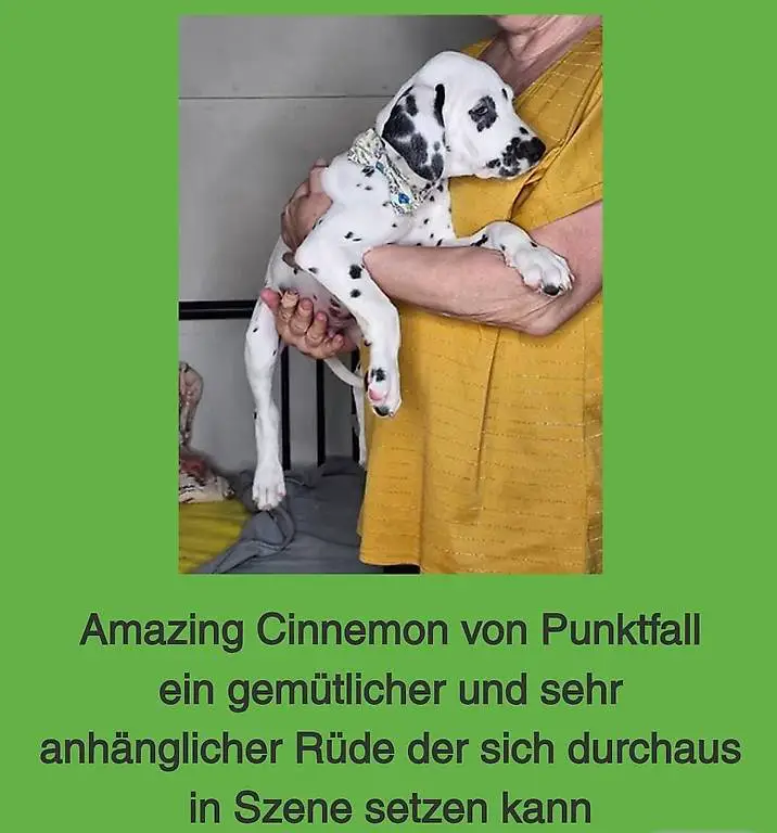 Amazing Cinnemon sucht noch sein Nest in einem Zuhause