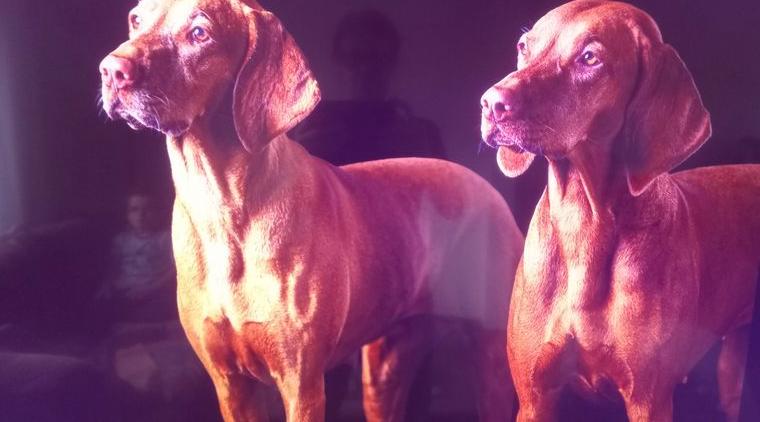 Magyar Vizsla - Wurfankündigung