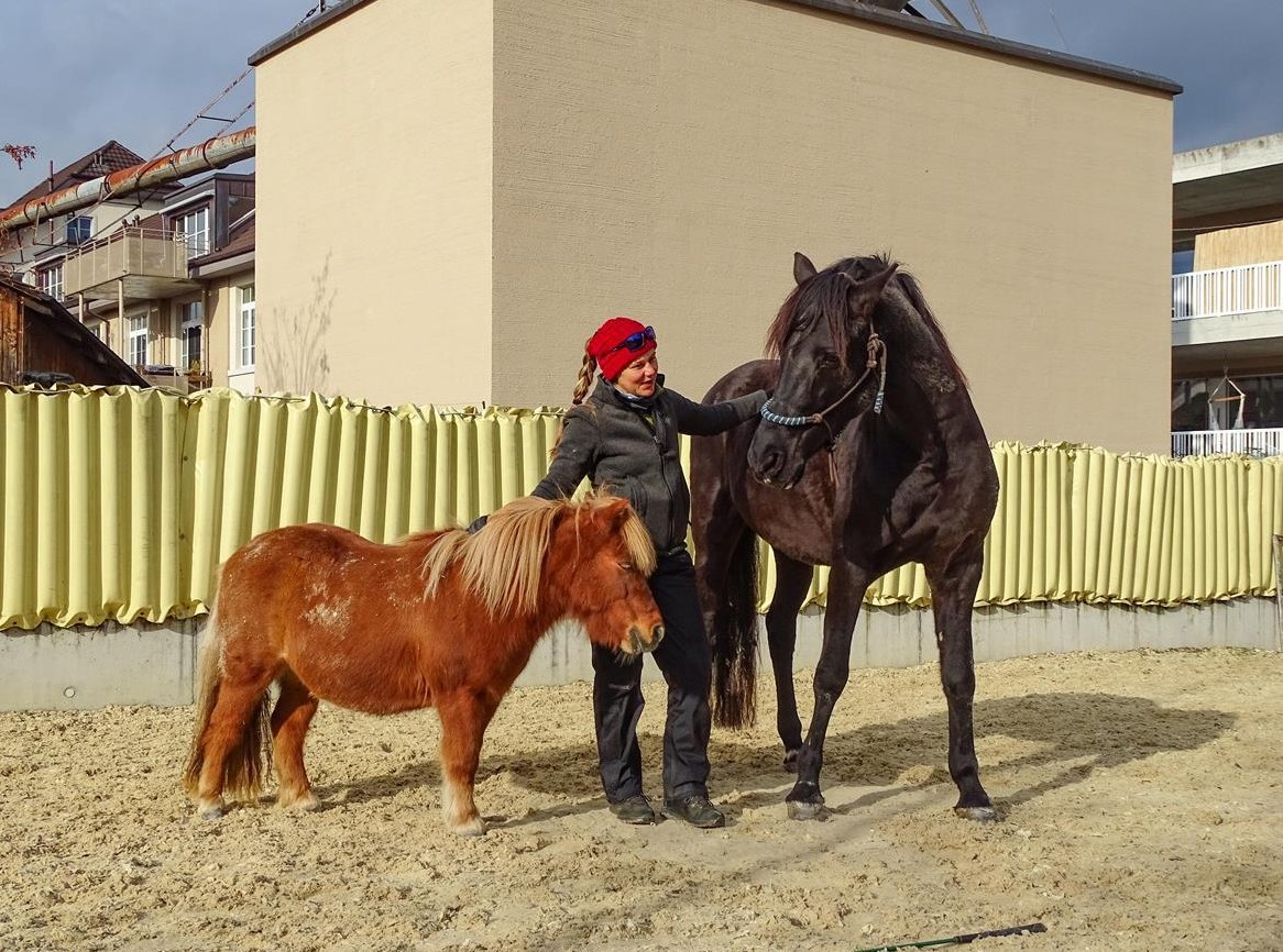 Pferdeunterstütztes Coaching und Horsemanship
