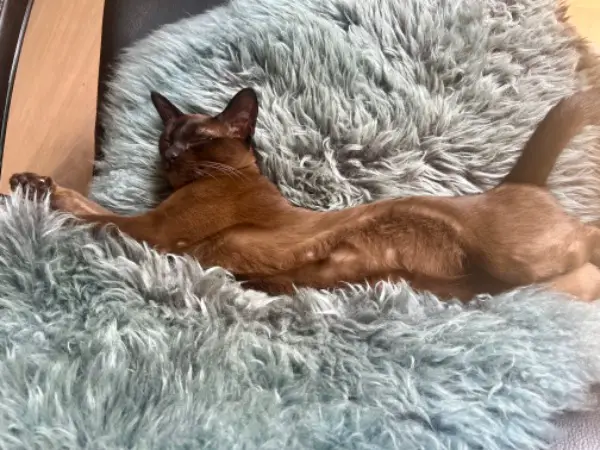 Suche Burma Deckkater