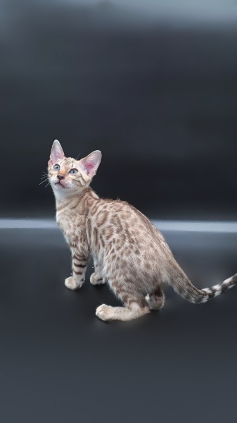 Reinrassige Bengalkitten