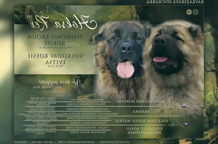 Welpen reserviert. Kaukasische Schäferhund welpen, bereit zur Abholung. Nur Rüde.