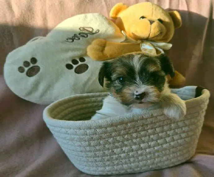 Yorkshire Terrier Welpen