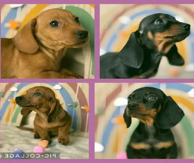 Dackel Welpen Zwergdackel