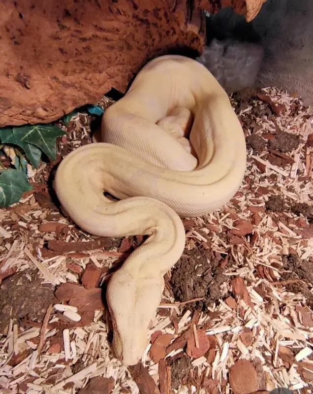 Kahl Boa constrictor 1.0 zu verkaufen