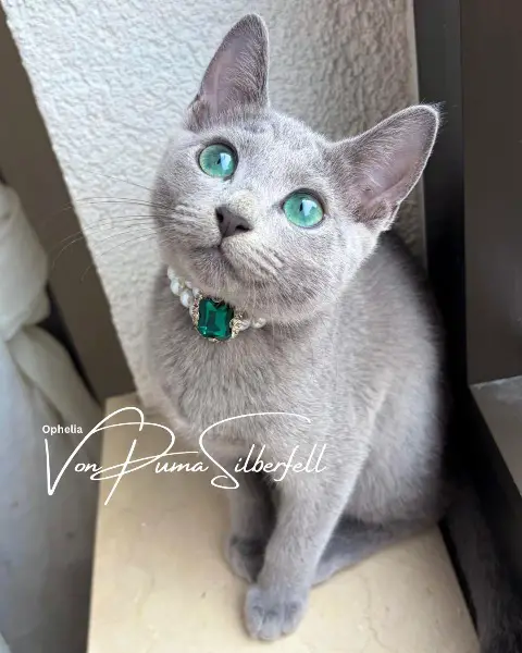 Russisch Blau Kitten von Seriöser Wohnungszucht