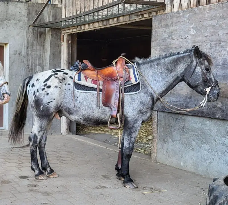 16-jähriger Appaloosa Wallach zu verkaufen
