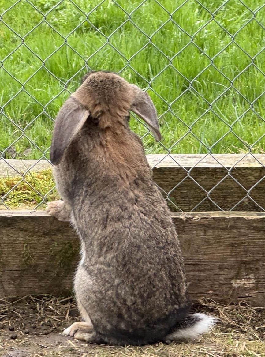 Widder Kaninchen Zippe zu verkaufen