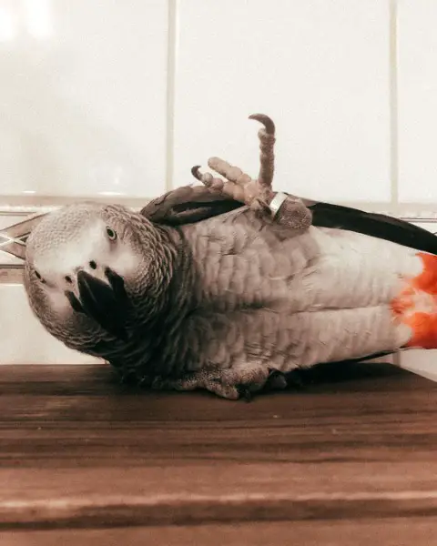 Liebhaber von Vögeln die Pflege und Liebe