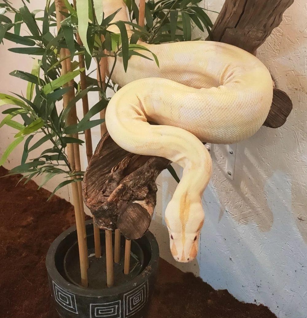 Boa constrictor imperator, weiblich zu verkaufen