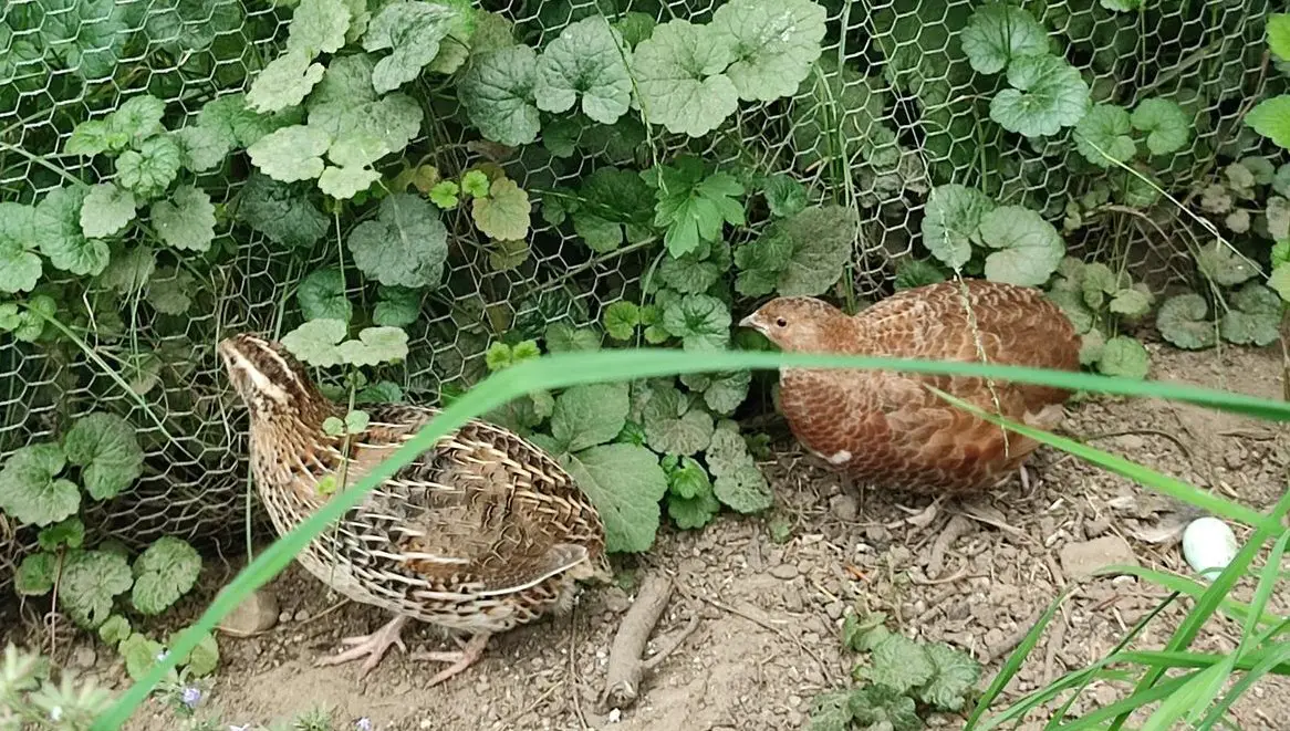 2 Legewachteln abzugeben