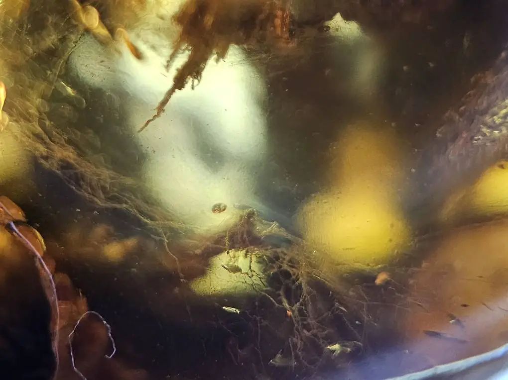 Bernstein mit Inklusen selten gebohrt sammeln