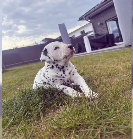 Dalmatiner Welpen suchen treue Begleiter