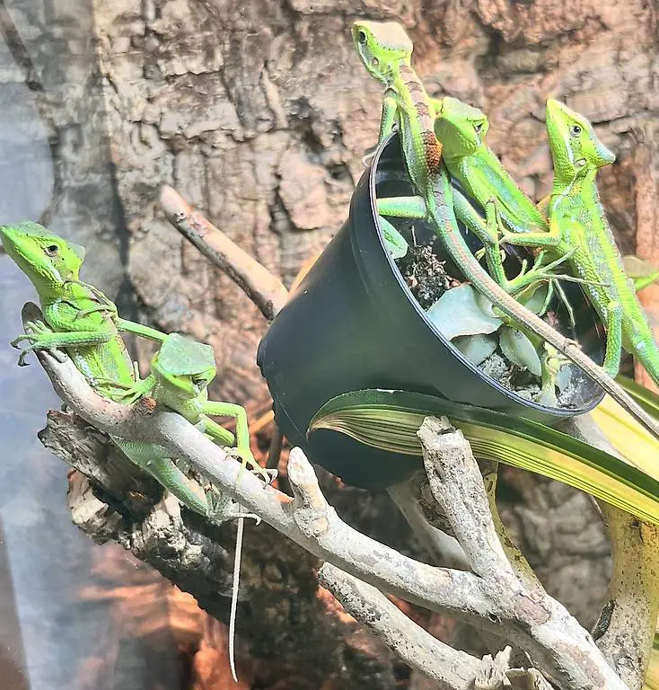 Laemanctus Longipes Kronenbasilisk