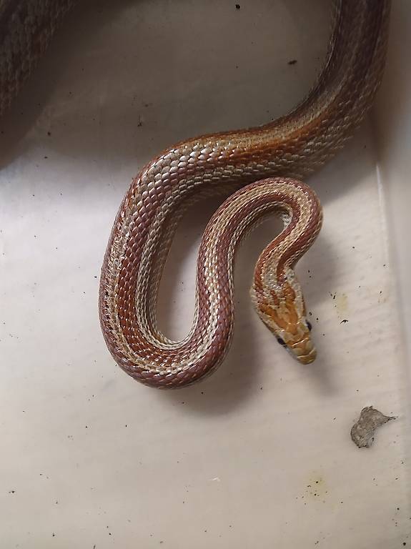 Kornnatter Männchen