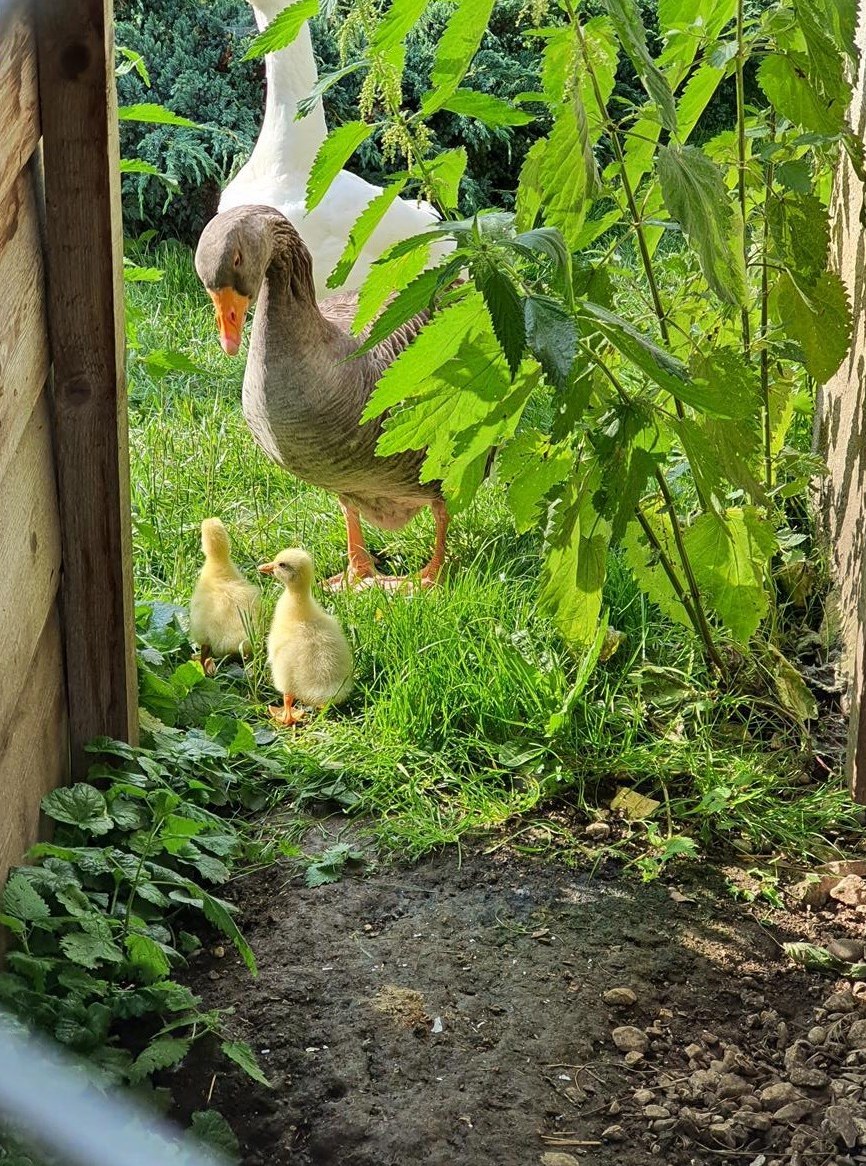 Diepholzer x Graugans 2 Küken abzugeben